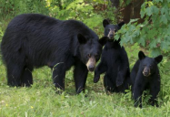 Bear With Me: A Young Person's Guide to Black Bear Safety