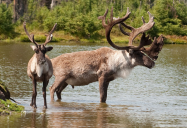 Sharing the Forest: Woodland Caribou Series