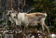 CSI to the Rescue: Woodland Caribou Series