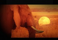 When Giants Fall