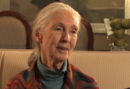 The Animals We Are: Jane Goodall - The Green Interview Series