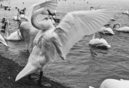 The Trumpeter Swan Returns