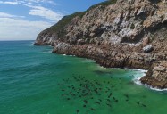 West Coast - Heading for Bird Island (Ep. 4): Siyaya: Wildest Cape Series
