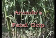 ARUNDO'S FATAL GRIP: Controlling Invasive..