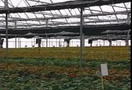 INTEGRATED PEST MANAGEMENT IN GREENHOUSES