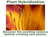 Vol. 5: Hybridization