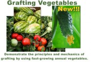 Vol. 6: Grafting Vegetables Approach and Cleft Grafting