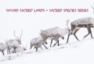 Saving Sacred Lands & Sacred Species Series