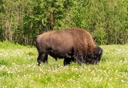 Beringia the Beginning: Bison Return From the Edge of Extinction
