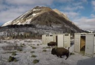 Banff National Park - Bison Return: Bison Return From the Edge of Extinction - Ep. 6