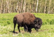 Bison or Buffalo?: Bison Return From the Edge of Extinction - Ep. 9