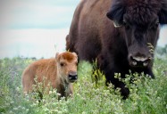 The Future and the Science of Conservation: Bison Return From the Edge of Extinction