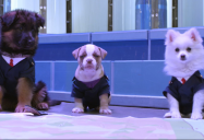 And Then They Were Puppies: Odd Squad Series Two