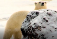 Canada - Polar Bear Spotting (Episode 11): Are We There Yet? World Adventure (Season 1)