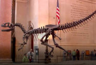 USA – New York Museum (Episode 38): Are We There Yet? World Adventure (Season 1)