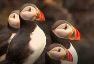 Iceland - Puffins (Episode 10): Are We There Yet? World Adventure (Season 2)