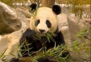 China - Pandas: Are We There Yet? World Adventure, Season 2