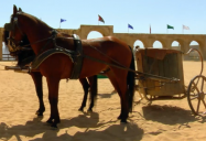 Jordan - Chariot Race (Episoe 23): Are We There Yet? World Adventure (Season 3)