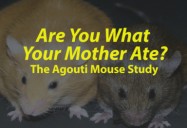 Are You What Your Mother Ate? The Agouti Mouse Study