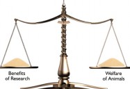 Of Mice and Monkey: Animal Research in Psychology