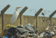 Afrique: la guerre des sacs plastiques