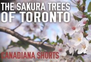 The Sakura Trees of Toronto: Canadiana Shorts