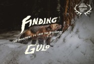 Finding Gulo