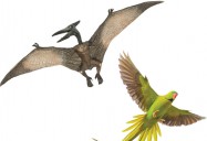 Birds - The Last Living Dinosaurs - And The Dino Embryo Discovery That Proves It: Science Kids Series