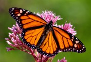 Butterflies, Moths and Metamorphosis - Varieties, Life Cycle and Fun “Flit and Flutter” Facts: Science Kids Animal Life Series