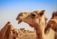 Camels - The Ships of the Desert: Science Kids Series