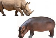 Rhinos and Hippos - Species, Life Cycles and Fun Facts: Science Kids Series