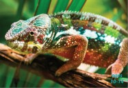 Camouflage in Animals, Insects & Plants: Science Kids Series