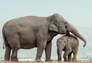 Elephants - Fun Facts and How To Ensure Their Survival: Science Kids Series