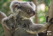 Koalas - Anatomy, Habitat and “Crikey” Fun Facts: Science Kids Series