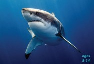 Ocean Predators - Killer Whales, Great White Sharks, Piranhas and More!: Science Kids Animal Life Series