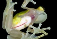 Weirdest Animals You’ve Never Heard Of - Glass Frogs, Sarcastic Fringeheads and More!: Science Kids Animal Life Series