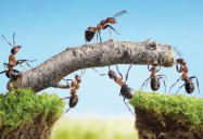 Ants: Science Kids Animal Life Series