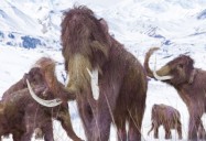 Bringing Back Extinct Animals - Should We Just Because We Can?: Science Kids Series