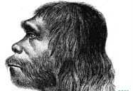 Neanderthals - A Re-Examination of their Abilities and Intelligence: Science Kids Series