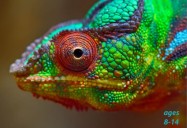 Lizards - Komodo Dragons, Fun Facts, and Medicinal Benefits: Science Kids Animal Life Series