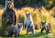 Bears - Varieties, Life Cycle, Hibernation: Science Kids Animal Life Series