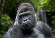 Gorillas and Other Great Apes - Varieties, Life Cycle and Fun Facts You’ll Go “Ape” Over: Science Kids Animal Life Series