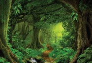 Tropical Rainforest: Science Kids Series