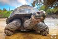 Turtles and Tortoises - Life in the Slow Lane: Science Kids Animal Life Series