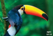 Tropical Birds Around the World: Science Kids Animal Life Series