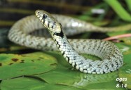 Snakes - Varieties, Fun Facts and Venom: Science Kids Animal Life Series