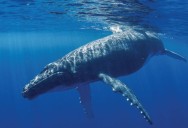 Whales - Giants of the Sea: Science Kids Animal Life Series