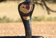World’s Most Venomous Snakes - The Biggest and the Baddest: Science Kids Animal Life Series