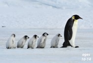 Animal Parenting - Penguins, Birds, Crocs and More!: Science Kids Series