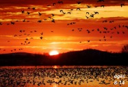 Birds and Bird Migration - How and Why Do They Do That?: Science Kids Series